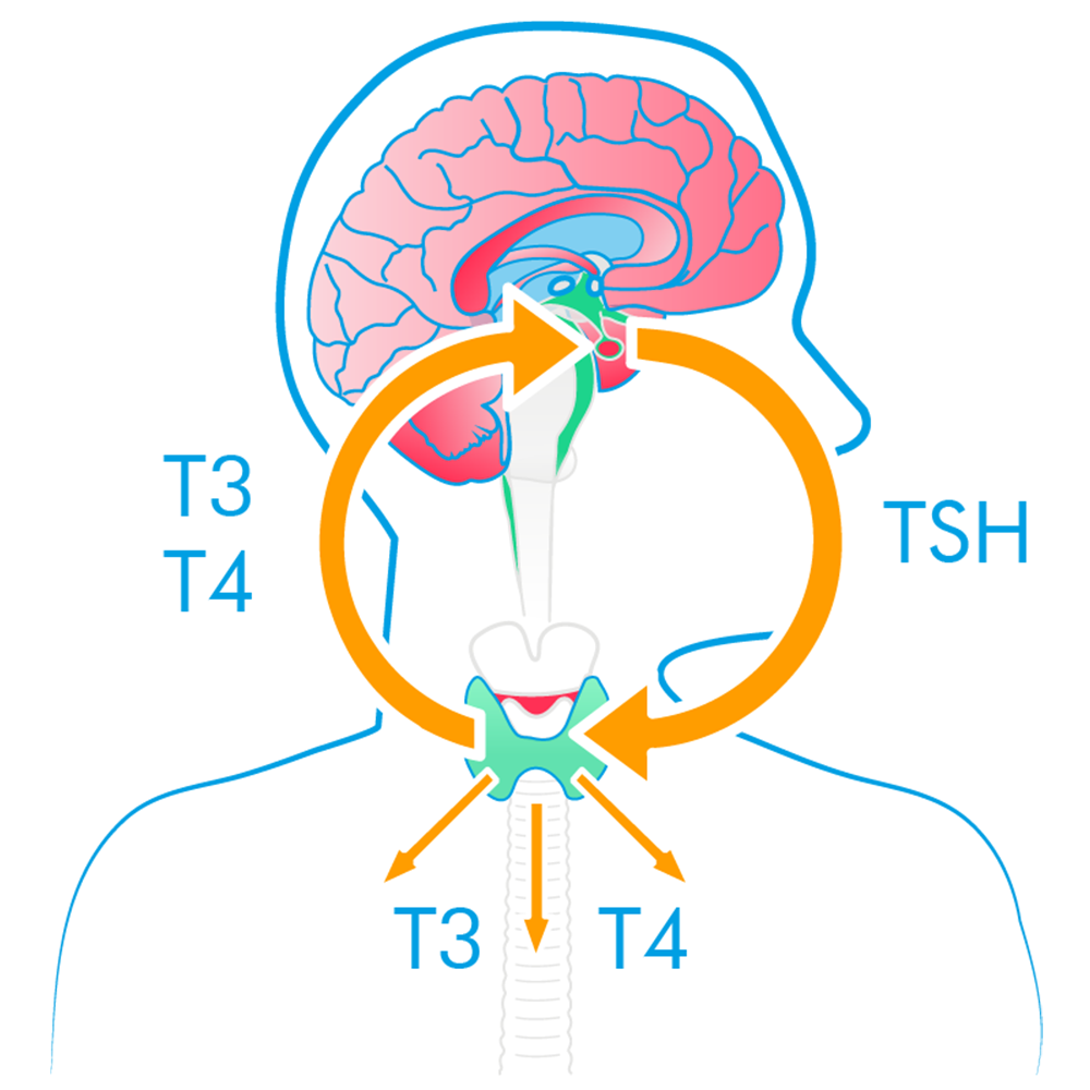 促甲状腺激素(TSH) 促甲状腺激素(TSH)
